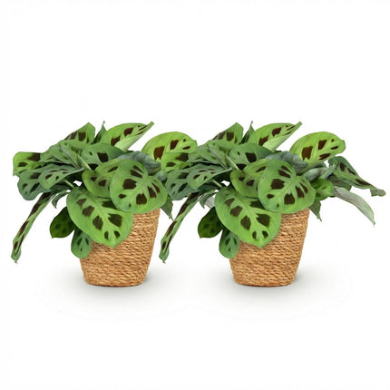 Maranta Fascinator Kerchoveana Zebrapflanze – 2er Set Zimmerpflanzen im Korb Ø12cm Höhe25cm – Haustierfreundliche Grünpflanze – Pflegeleicht