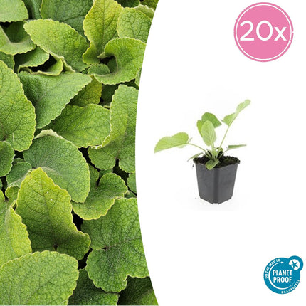 Russel-Brandkraut Phlomis russeliana – ↕10-25cm – Ø9cm – 20 Pflanzen – Winterhart & Bienenfreundlich – Staude für Beete