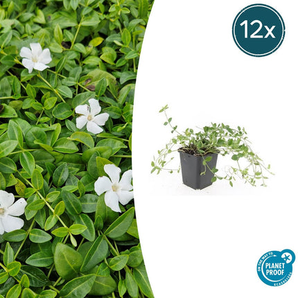 Kleines Immergrün Vinca minor 'Gertrude Jekyll' – ↕10-25cm – Ø9cm – 12 Pflanzen – Strahlend weiße Blüten – Immergrün & pflegeleicht