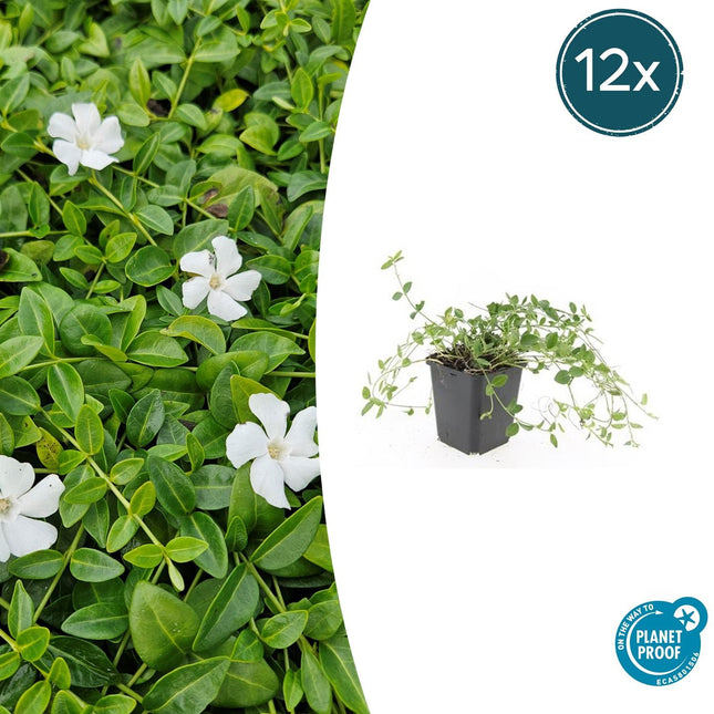 Kleines Immergrün Vinca minor 'Gertrude Jekyll' – ↕10-25cm – Ø9cm – 12 Pflanzen – Strahlend weiße Blüten – Immergrün & pflegeleicht
