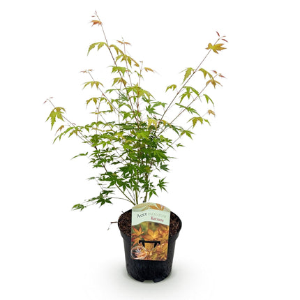 Japanischer Ahorn Acer palmatum 'Katsura' – Orange – Balkon- & Gartenpflanze – Ø19 cm – Ca. 70 cm hoch – Kompakter Zierahorn mit beeindruckendem Farbwechsel