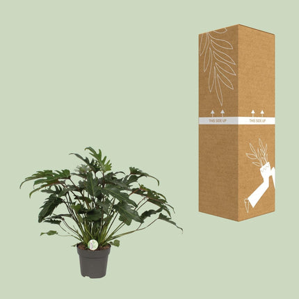 Philodendron Xanadu – Zimmerpflanze – Ø21 cm – ↕65 cm – Üppige grüne Blätter – Pflegeleicht