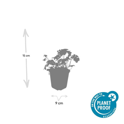 Schnee-Storchschnabel Geranium sanguineum 'Album' – ↕10-25cm – Ø9cm – 60 Pflanzen – Weiße winterharte Staude & Bodendecker