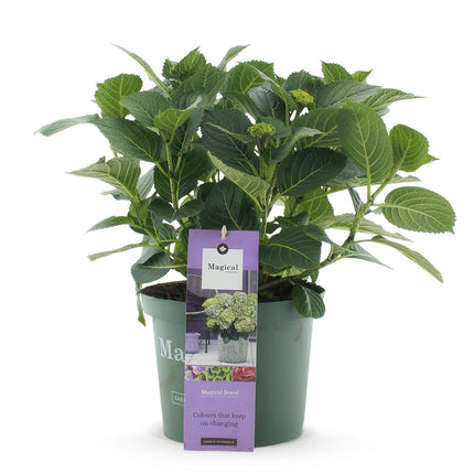 Hortensie Magical Jewel Blue – Hydrangea macrophylla – Blau – Balkonpflanze – 23cm Ca. 55cm hoch – 6-10 Blüten – Für Balkon, Terrasse & Beet