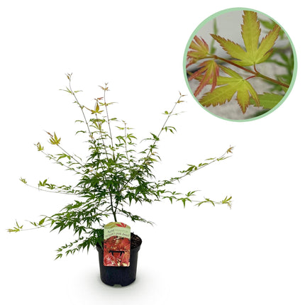 Japanischer Ahorn – Acer palmatum 'Pink Dwarf' – ca. 70cm hoch – Ø19cm – rosa Frühlingslaub – kompakte Balkon – & Gartenpflanze