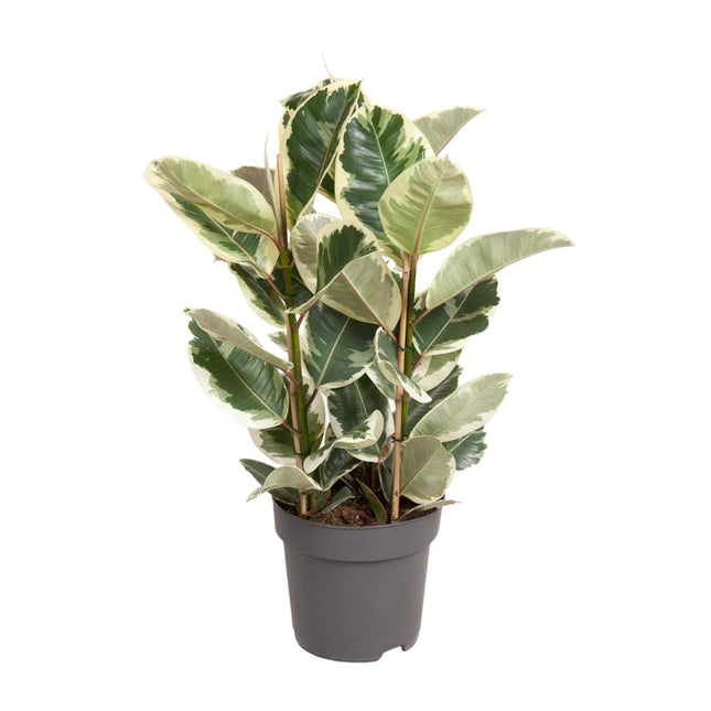 Ficus Elastica Tineke – 100 cm hoch – Ø27 cm – Bunte Gummibaum-Zimmerpflanze – Luftreinigend & pflegeleicht – Tropische Deko für Wohn- und Büroräume
