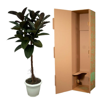 Gummibaum Ficus Elastica Robusta Stamm – Zimmerpflanze 140cm hoch – Ø27cm – Üppige, glänzende Blätter – Pflegeleicht & dekorativ