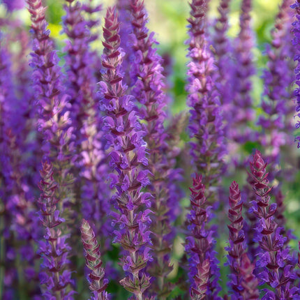 Salvia nemorosa 'Ostfriesland' – 24 Pflanzen – ↕10-25cm – Ø9cm – Staude – Lila Blüten – Sonnig – Pflegeleicht & Robust