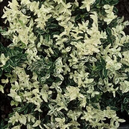 Kriechspindel – Euonymus fortunei 'Harlequin' – ↕10-25 cm – Ø9 cm – 60 Pflanzen – Buntlaubiger Bodendecker – Winterhart & pflegeleicht – Sonne & Schatten