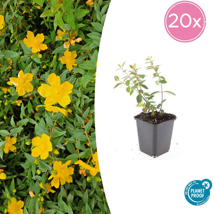 Johanniskraut Hypericum dummeri 'Peter Dummer' – ↕10-25cm – Ø9cm – 20 Pflanzen – Winterharter Bodendecker mit gelben Blüten