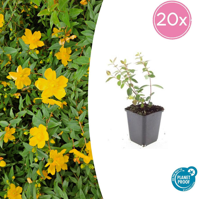 Johanniskraut Hypericum dummeri 'Peter Dummer' – ↕10-25cm – Ø9cm – 20 Pflanzen – Winterharter Bodendecker mit gelben Blüten