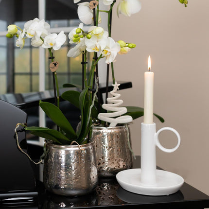 Weiße Phalaenopsis Orchidee Amabilis – 2-3 Zweige – Luxus-Ziertopf Silber Ø9cm – Höhe 40cm – Blühende Zimmerpflanze – Frisch vom Züchter