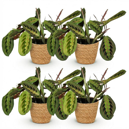 Maranta Fascinator Tricolour Gebetsblatt Zimmerpflanze 4er Set inkl. Naturkorb
