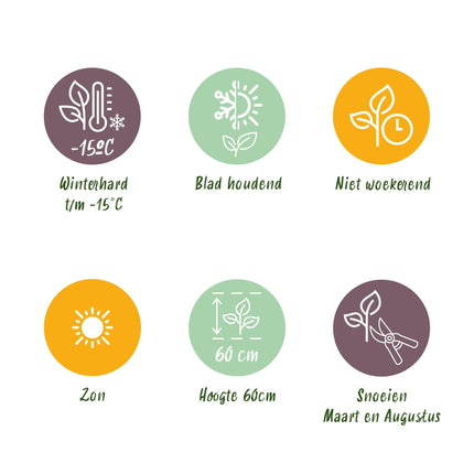 Echter Lavendel Lavandula angustifolia Hidcote – Heckenpflanze – Graues Blatt – 6 Pflanzen – 1  laufender Meter – Immergrün – 17 cm Höhe 30 cm – Duftpflanze & Bienenfreundlich