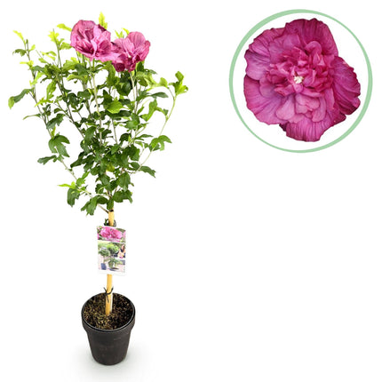 Hibiscus syriacus Magenta Chiffon – Blühende Stamm-Pflanze mit magentafarbenen Blüten – Laubabwerfend & pflegeleicht – Topf Ø19 cm – Höhe ca. 90 cm – Für Terrasse & Balkon