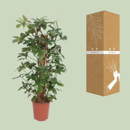 Baumfreund – Philodendron Pedatum – Zimmerpflanze – Ø27cm – ↕130cm – Pflegeleicht – Tropisches Flair – Luftreinigend