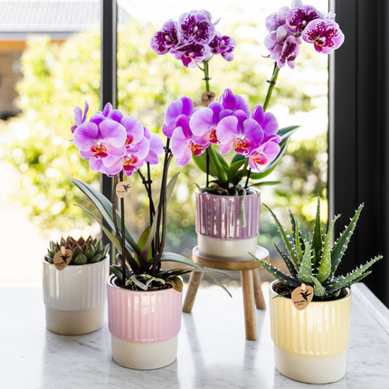 Butter Dekotopf Yellow – Floral Blush Kollektion – Pastellgelber Blumentopf mit glänzendem Oberteil & matter Basis – Kleine Pflanzgefäß mit feiner Rillenstruktur – Für Innenräume & dekorative Akzente