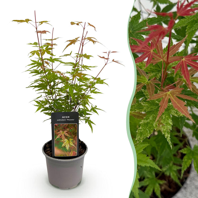 Ahorn Acer palmatum Phoenix – 12cm – Höhe ca. 35cm – Rosa Austrieb & rote Blüte