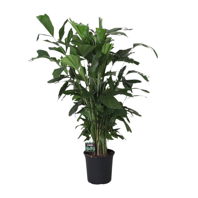 Fischschwanzpalme Caryota Mitis – Zimmer- & Terrassenpflanze – Ø24 cm – Ca. 120 cm hoch – Tropische & pflegeleichte Palmenpflanze mit fischförmigem Blattwerk – Für Halbschatten