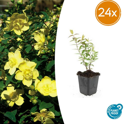 Hypericum 'Hidcote' – 24 Pflanzen – ↕10-25 cm – Ø9 cm – Gelbe Blüten – Immergrün – Pflegeleichter Strauch – Sonne & Halbschatten