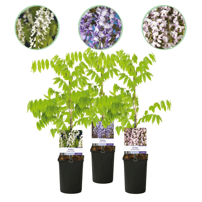 Blauregen Wisteria floribunda Tricolour – Blau, Rosa & Weiß – 3 Pflanzen – 11 cm x H40 cm – Duftend & Kletterpflanze – Für Pergolen, Zäune & Wände
