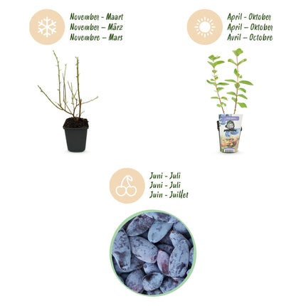 Honigbeere Lonicera caerulea Kamtschatica winterhart 6 Pflanzen Ø9cm Höhe 30cm – Blaue Honigbeere mit süß – säuerlichem Aroma für Garten & Balkon