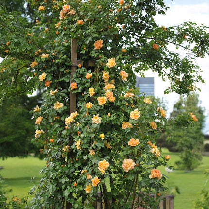 Kletterrose – Rosa Orange Climber – Orange Blüten – 2 Pflanzen – 11cm – Höhe 40cm – Wenig Pflege – Blüte im Sommer