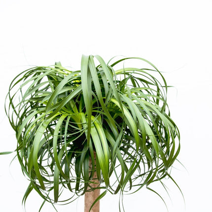 Beaucarnea XXL – ca.180-200cm Zimmerpflanze – Elefantenfuß mit markantem Stamm – Exklusive Großpflanze für Wohnzimmer Büro & Empfangsbereiche
