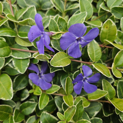 Vinca minor 'Argenteovariegata' – Immergrün – 48 Pflanzen – ↕10-25 cm – Ø9 cm – Wintergrüner Bodendecker mit silbrig-weißem Rand & violetten Blüten – Schattentauglich & Pflegeleicht