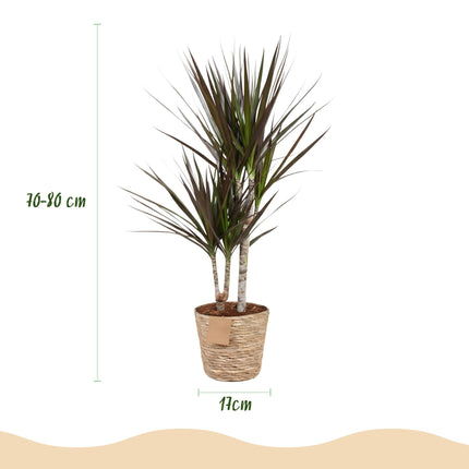 Dracaena Magenta – 70-80cm – 17cm inkl. Naturkorb – Pflegeleichter Drachenbaum – Rot – Grüne Zimmerpflanze mit eleganten Blättern – Ideal für Wohn