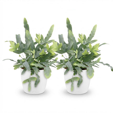 Phlebodium aureum Blue Star 2er Set Pflanzen Mit Weißem Topf Ø12cm Höhe ca.25cm Blauer Farn Haustierfreundlich Pflegeleicht Für Zimmer Büro &