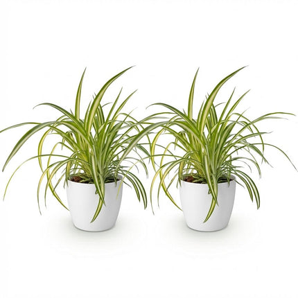 Chlorophytum comosum Variegatum 2er Set Pflanzen Mit Weißem Topf Ø12cm Höhe ca.20cm Bunte Graslilie Haustierfreundlich Luftreinigend Für Zimmer