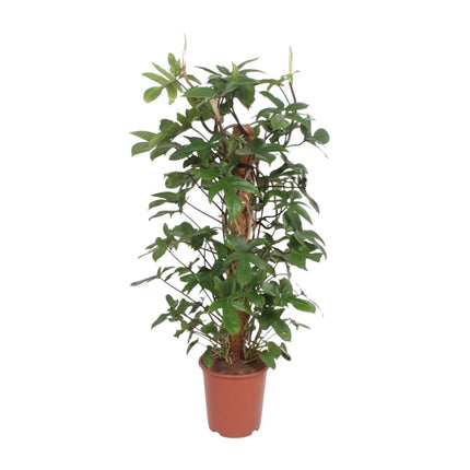 Baumfreund – Philodendron Pedatum – Zimmerpflanze – Ø27cm – ↕130cm – Pflegeleicht – Tropisches Flair – Luftreinigend