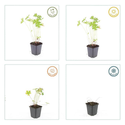 Storchschnabel Geranium 'Johnson's Blue' – ↕10-25cm – Ø9cm – 6 Pflanzen – Winterharte Staude & Bodendecker – Leuchtend blaue Blüten