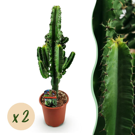 Wolfsmilchkaktus Euphorbia eritrea – Afrikanischer Milchbaum – 2 Pflanzen – 60cm – 17cm – Wolfsmilchkaktus in Grün mit rötlichen Akzenten