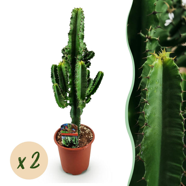 Wolfsmilchkaktus Euphorbia eritrea – Afrikanischer Milchbaum – 2 Pflanzen – 60cm – 17cm – Wolfsmilchkaktus in Grün mit rötlichen Akzenten