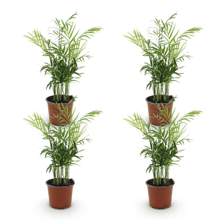 Chamaedorea elegans – 4 Pflanzen Set – Ø12cm Höhe 35-40cm – Goldpalme mit feinen Wedeln – Haustierfreundliche luftreinigende Zimmerpflanze