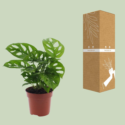 Monstera Monkey Leaf – Fensterblatt – Ø12cm – ↕30cm – Pflegeleichte Lochpflanze mit dekorativem Blattmuster – Tropische Zimmerpflanze für halbschattige Standorte – Luftreinigend & dekorativ
