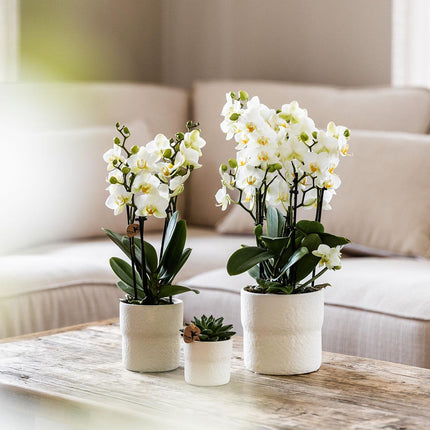 Phalaenopsis Orchidee Lausanne – Weiß – Ø12cm – 2–3 Zweige – Elegante Zimmerpflanze mit vielen Blüten – Für Wohnzimmer, Büro & Bad