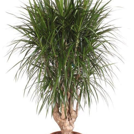 Dracaena Marginata XXL 190cm Ø40-45cm – Drachenbaum Zimmerpflanze Großpflanze – Pflegeleichte Grünpflanze für Wohnzimmer Büro & Wintergarten