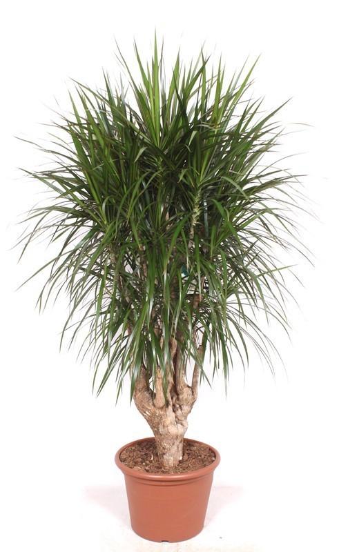 Dracaena Marginata XXL 190cm Ø40-45cm – Drachenbaum Zimmerpflanze Großpflanze – Pflegeleichte Grünpflanze für Wohnzimmer Büro & Wintergarten