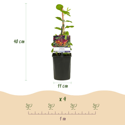 Geißblatt Lonicera heckrottii Goldflame – 2 Pflanzen 11cm – ca. 40cm hoch – Duftende Kletterpflanze mit rosa – gelben Blüten – Für Zaun & Pergola