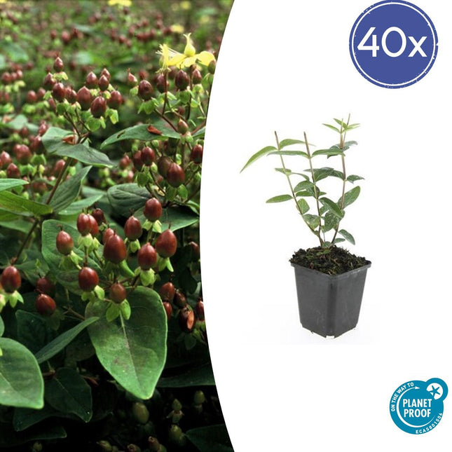 Johanniskraut Hypericum inodorum 'Rheingold' – ↕10-25cm – Ø9cm – 40 Pflanzen – Winterhart, Bodendecker & Blühfreudig
