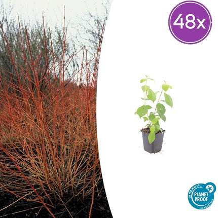 Cornus sanguinea 'Midwinter Fire' – 48 Pflanzen – ↕10-25cm – Ø9cm – Winterharte Ziersträucher – Leuchtend Rote Zweige – Pflegeleicht & Vogelfreundlich