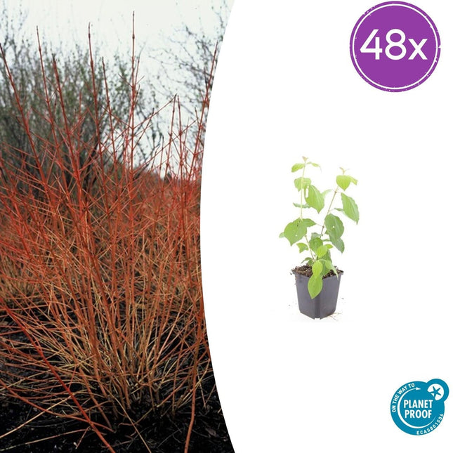 Cornus sanguinea 'Midwinter Fire' – 48 Pflanzen – ↕10-25cm – Ø9cm – Winterharte Ziersträucher – Leuchtend Rote Zweige – Pflegeleicht & Vogelfreundlich