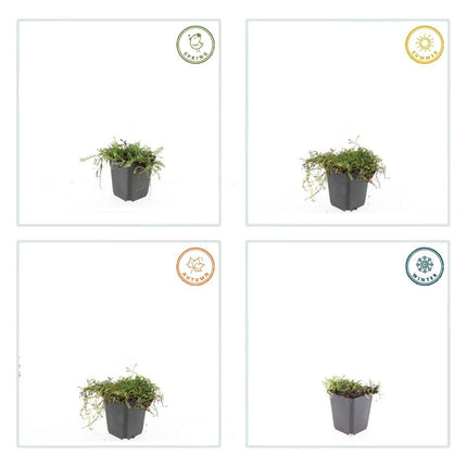 Fiederpolster Leptinella squalida – ↕10-25cm – Ø9cm – 6 Pflanzen – Immergrüner Bodendecker, Farnartige Blätter, Schattentauglich, Pflegeleicht