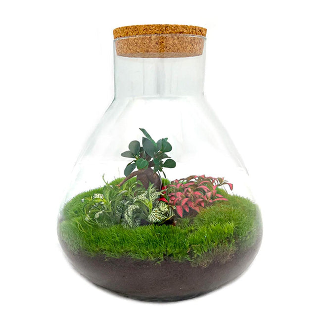 Flaschengarten Terrarium Sam XL Bonsai – DIY Bausatz – 35cm Hoch – Ø30cm – Selbstgebautes Mini-Ökosystem mit Ficus-Ginseng-Bonsai & Fittonia – Komplett-Set für Anfänger & Naturfreunde