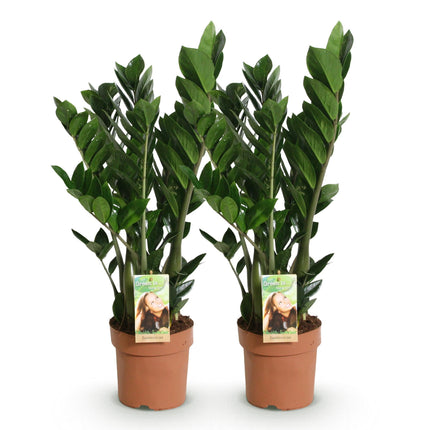 Zamioculcas – 2 pflegeleichte ZZ – Pflanzen – 17cm – Höhe 65-75cm – Dunkelgrüne Zimmerpflanzen für Innenräume