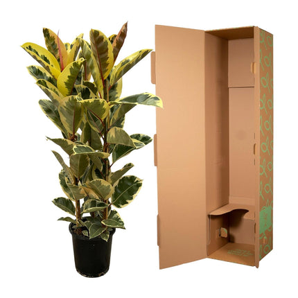 Ficus Elastica 'Tineke' – Gummibaum – Zimmerpflanze – Ø28cm – Höhe ca. 160cm – Großblättrige, pflegeleichte Pflanze – Für helle Innenräume & Büros