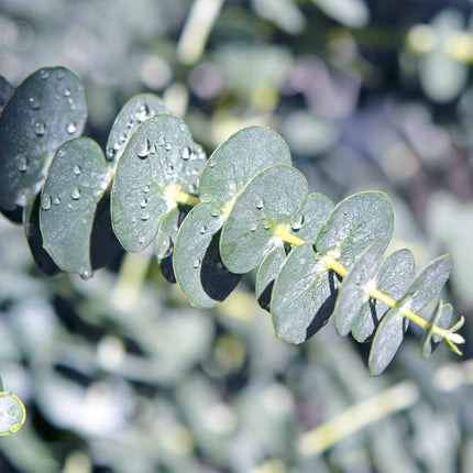 Eukalyptusbaum Eucalyptus gunnii – Terrassenpflanze – 6er – Set – Winterhart – Ø17cm, Höhe 40cm
